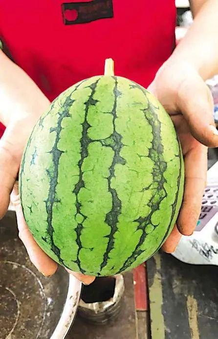 青岛吃瓜群,揭秘城市生活圈的热辣话题与趣味瞬间