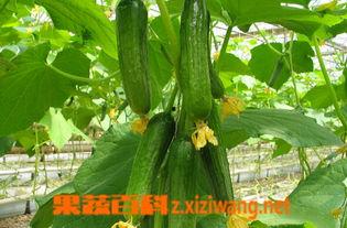 扬州乳瓜怎么吃,扬州乳瓜的多样食法探索