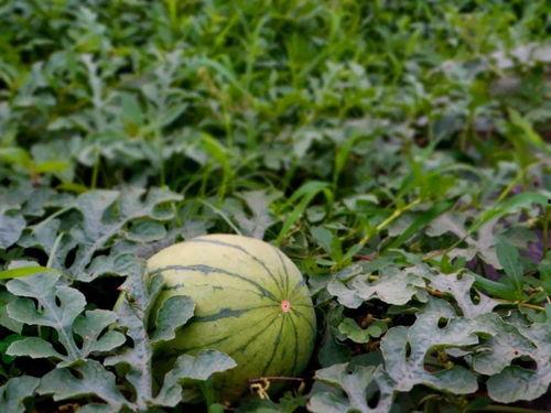 拉拉吃瓜,揭秘娱乐圈背后的甜蜜与苦涩