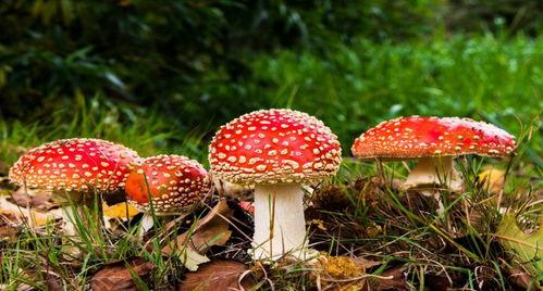 51吃瓜蘑菇17,揭秘网络热梗背后的故事